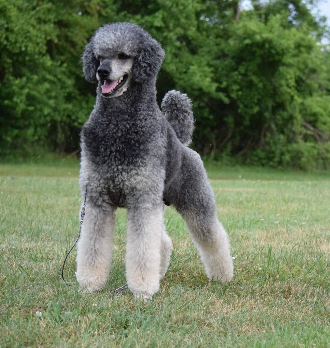 Alue Standard Poodles - Kovu