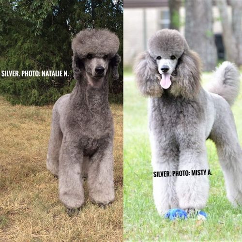 are silver poodles born black