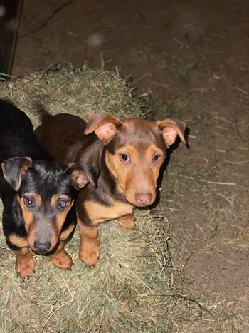 Small black and tan female and chocolate and tan male
