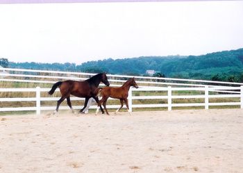 SPS Fenja & Dynamic HHF - AHS Inspection - July 2003
