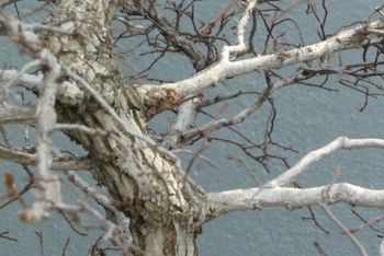 Bonsai, Brooklyn Botanic Garden
