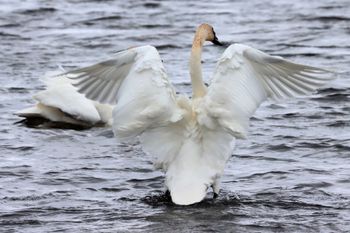 2023-Trumpeter Swan
