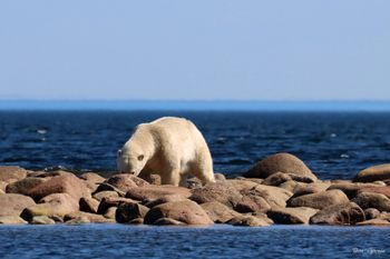 17 - Polar Bear on the Reef
