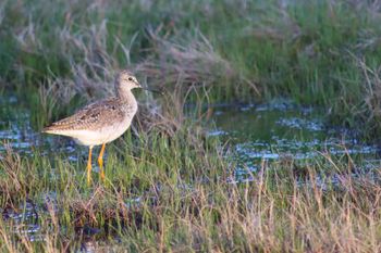 2021-Lesser Yellowlegs 1
