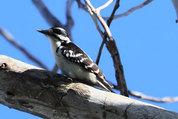 2022-Hairy Woodpecker
