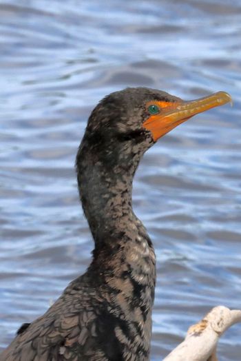 2022-Double-crested Cormorant 2
