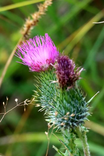 2022-IRNP-Bull Thistle
