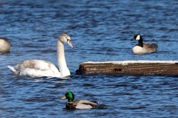 2023-Trumpeter Swan-Mallard-Canada Goose
