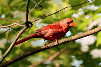 2021-Nothern Cardinal Late Summer 2
