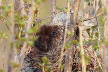 2023-Porcupine 1

