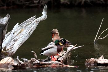 2021-Mallards
