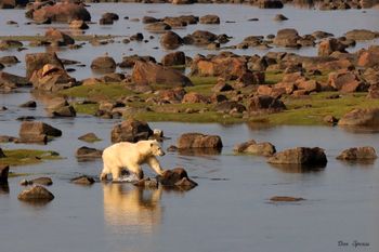 39 - Polar Bear Morning  Reflection
