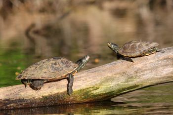 2021-Map Turtles 4
