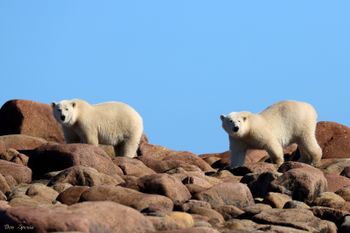 14 - Polar Bear Teens
