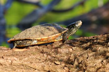 2021-Map Turtle 3 - Camouflage
