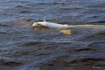 5 - Beluga at the surface
