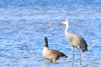 2021-Canada Goose & Sandhill Crane
