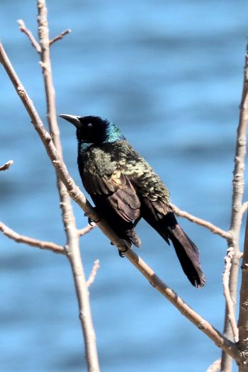 2024-04-Common Grackle -male
