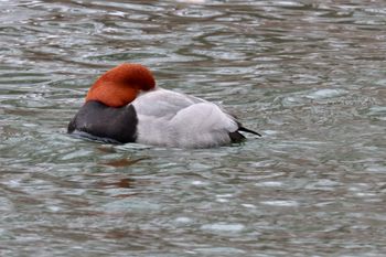 2022-Redhead resting
