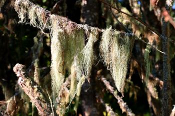 2022-IRNP-Fruticose Lichen
