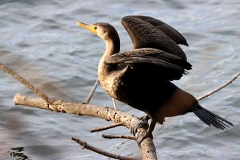 2022-Double-Crested Cormorant
