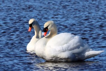 2023-Mute Swans
