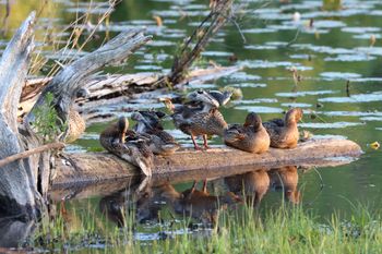 2022-Mallard Family Portrait
