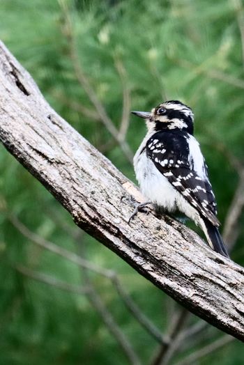 2021-Downy Woodpecker
