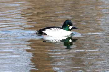 2023-Common Goldeneye
