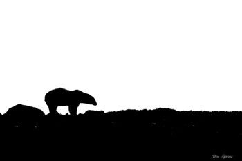 35 - Large Bear Silhouette
