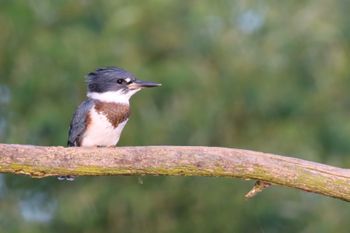 2021-Belted Kingfisher 1
