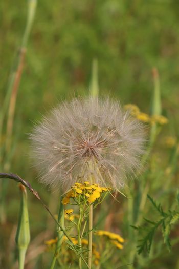 2024-07-20 Yellow Salsify at Arcadia Marsh
