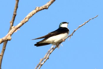 2023-Tree Swallow
