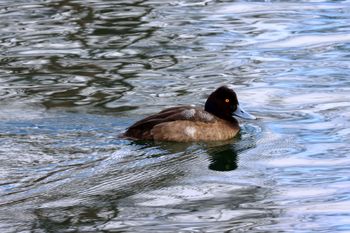 2022-Lesser Scaup - Female
