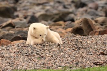 19 - Polar Bear at Rest

