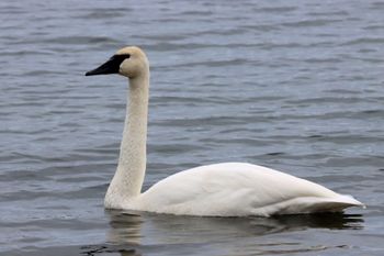 2021-Tundra Swan
