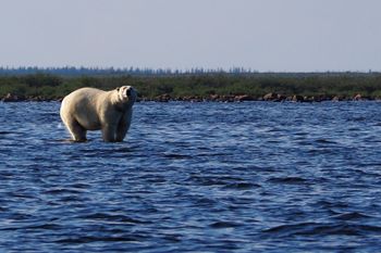 48 - 2023-Lisa Spezia -Big Bear Beluga Hunting
