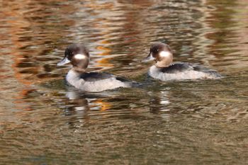 2021-Buffleheads - Female
