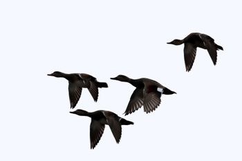 2023-Canada Geese

