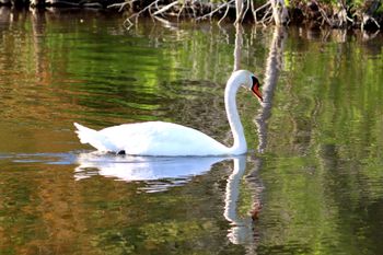 2022-Mute Swan
