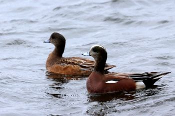 2023-American Wigeon
