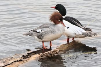 2021-Common Mergansers
