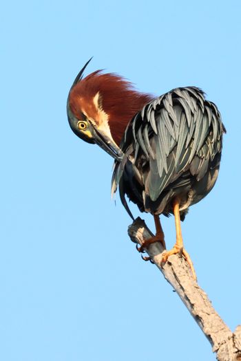 Green Heron 1
