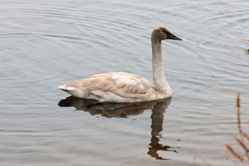 2023-Trumpeter Swan
