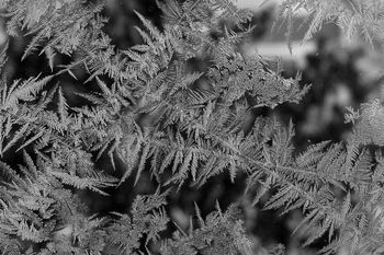 2009-Frost Ferns
