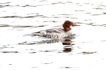 2021-Common Merganser - Female
