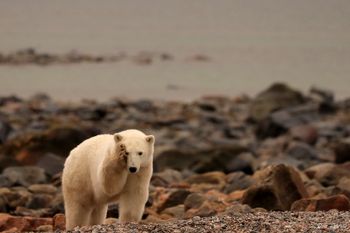 18 - Polar Bear Salute
