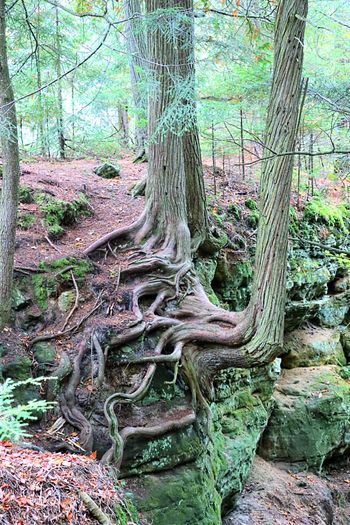 2021-Pictured Rocks - Root of all Beauty 2
