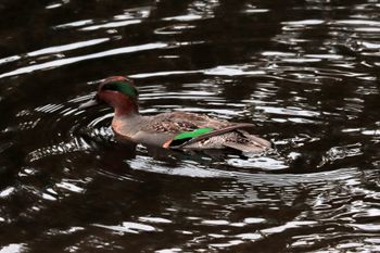 2021-Green-winged Teal

