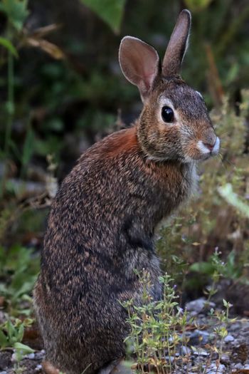 2022-Eastern Cottontail Rabbit 2
